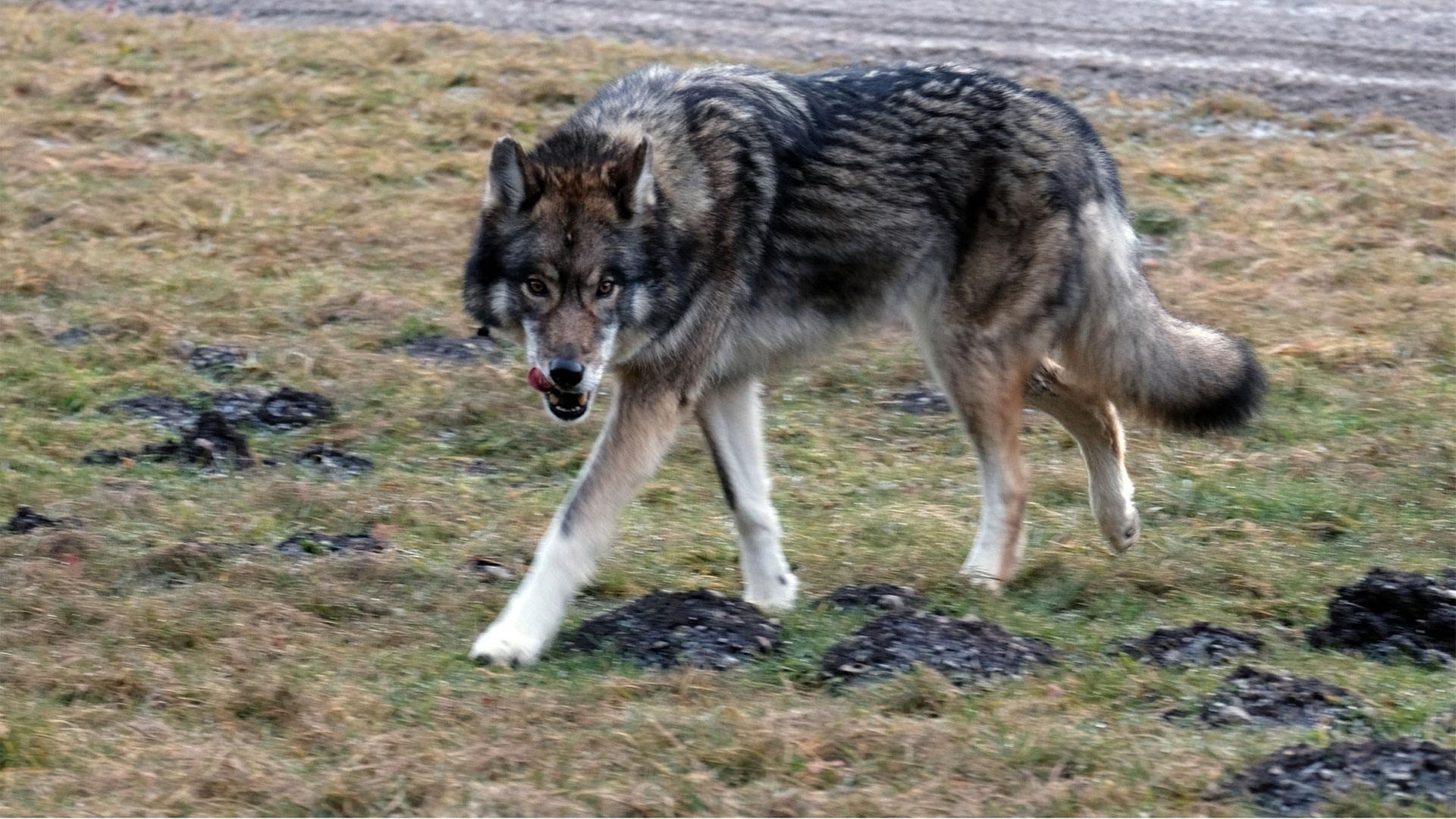 Foto: BR/Claussen+Putz Filmproduktion GmbH/Christian Schulz Der Wolf des Türken Mehmet Özhan, der die Schafe der Bauern gerissen haben soll. (Foto: BR/Claussen+Putz Filmproduktion GmbH/Christian Schulz)