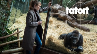 Kritik zum Tatort Zürich „Von Affen und Menschen“: Grandjean steht vor einem Schimpansen Gehege