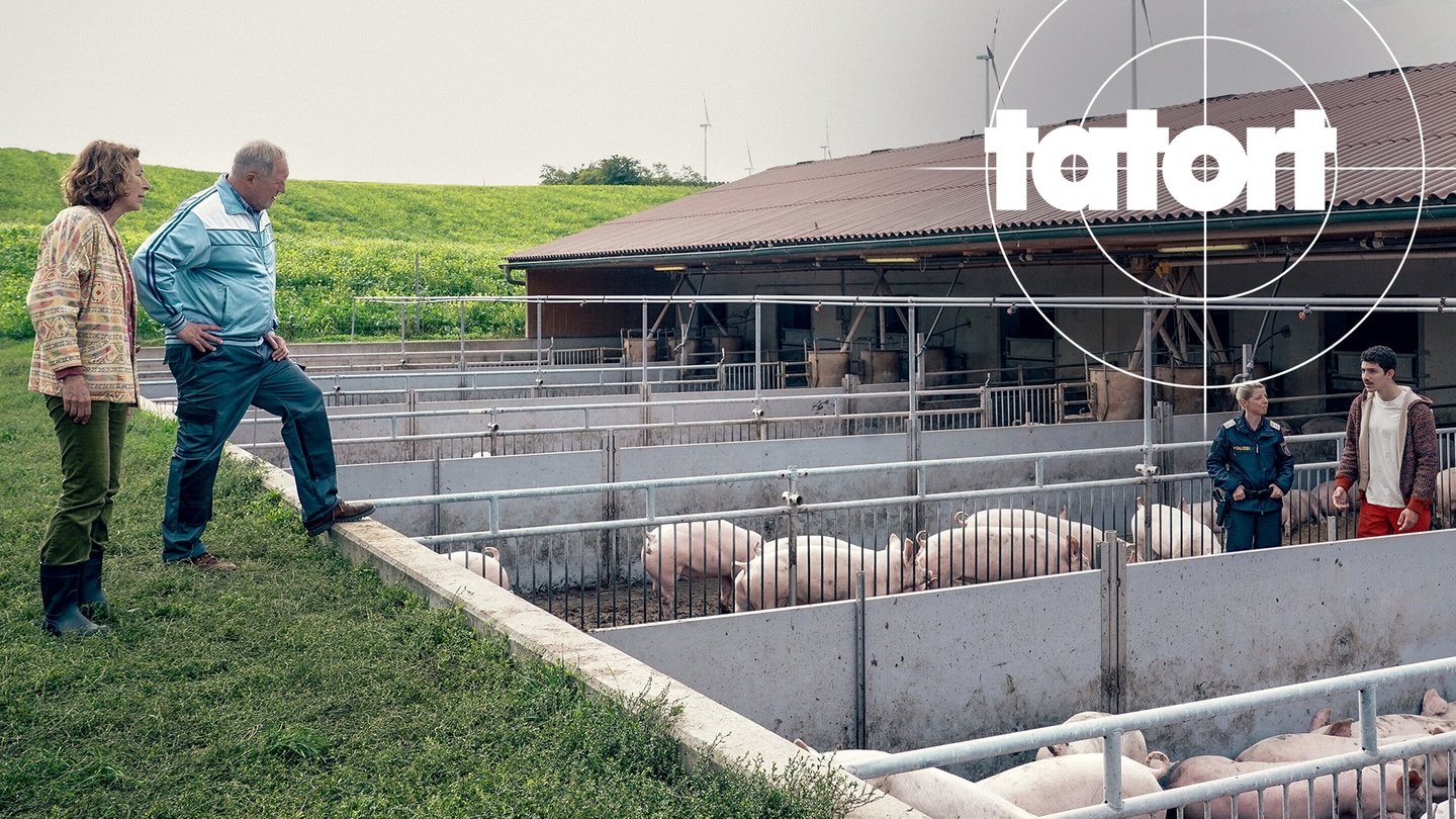 Tatort-Kritik Wien „Bauernsterben“: Eisner und Fellner schauen in einen Schweinestall. Dort wird gerade ein junger Mann von der Polizei befragt. (Foto: ard-foto s2-intern/extern, ARD Degeto / ORF / Petro  Domenigg)