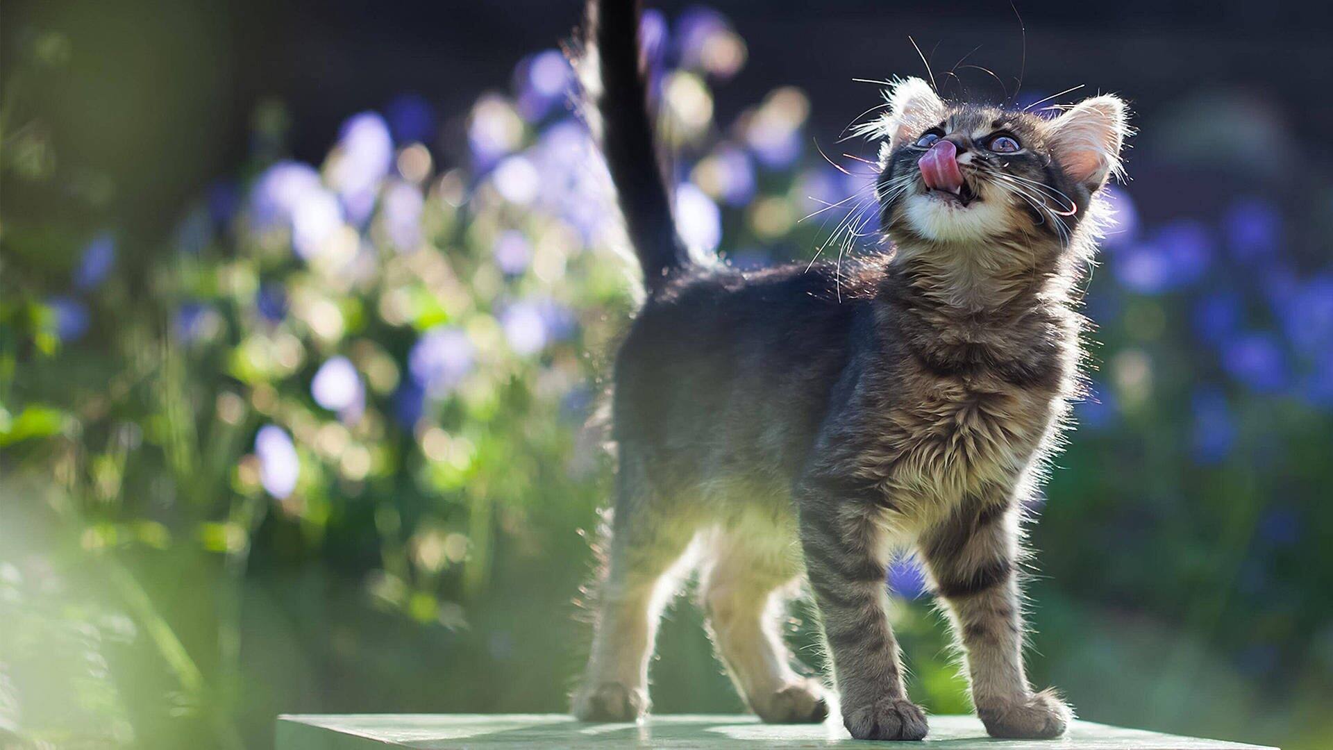 Katze im Garten schaut in die Luft (Foto: IMAGO, IMAGO / Panthermedia)