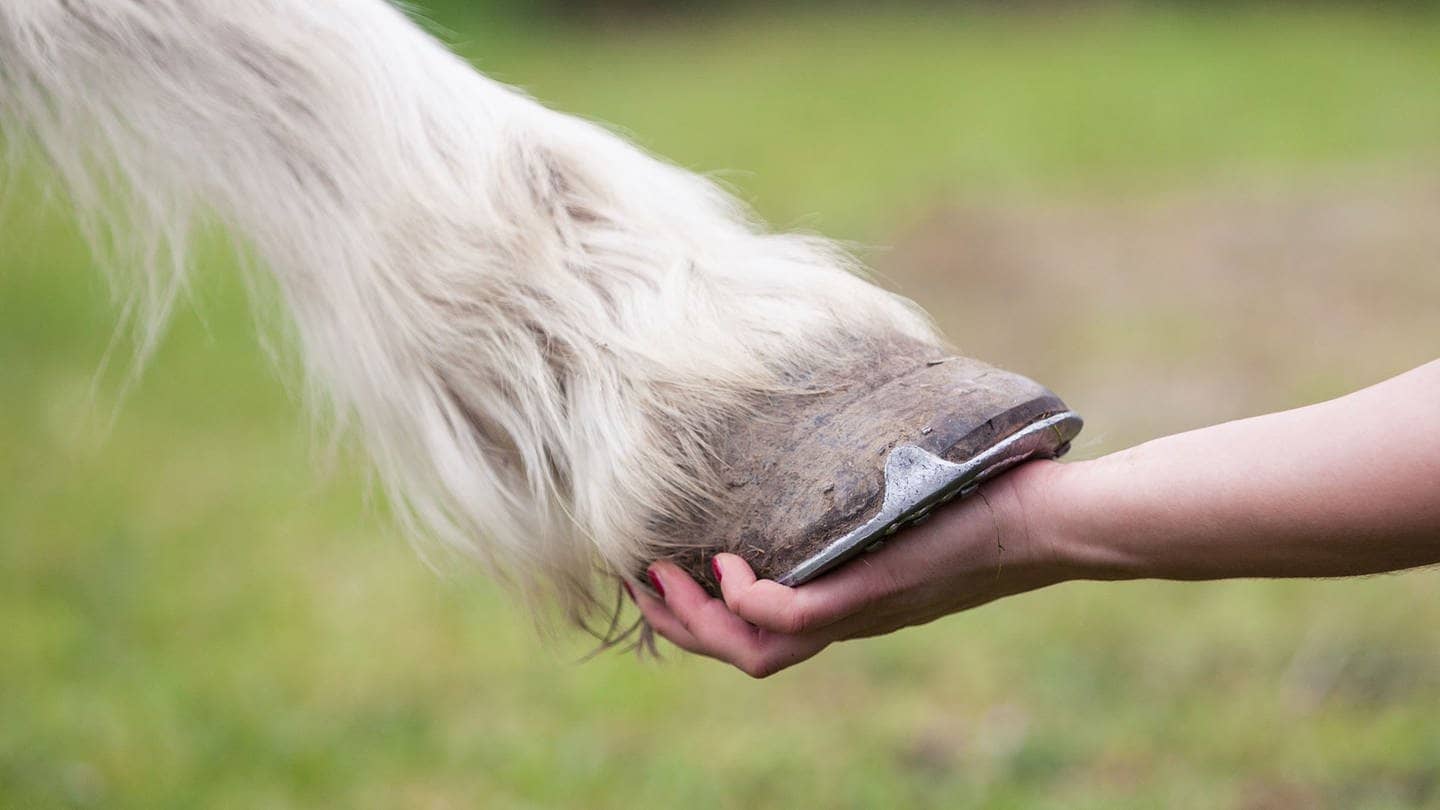 Pferd gibt Hufe einer Hand 
