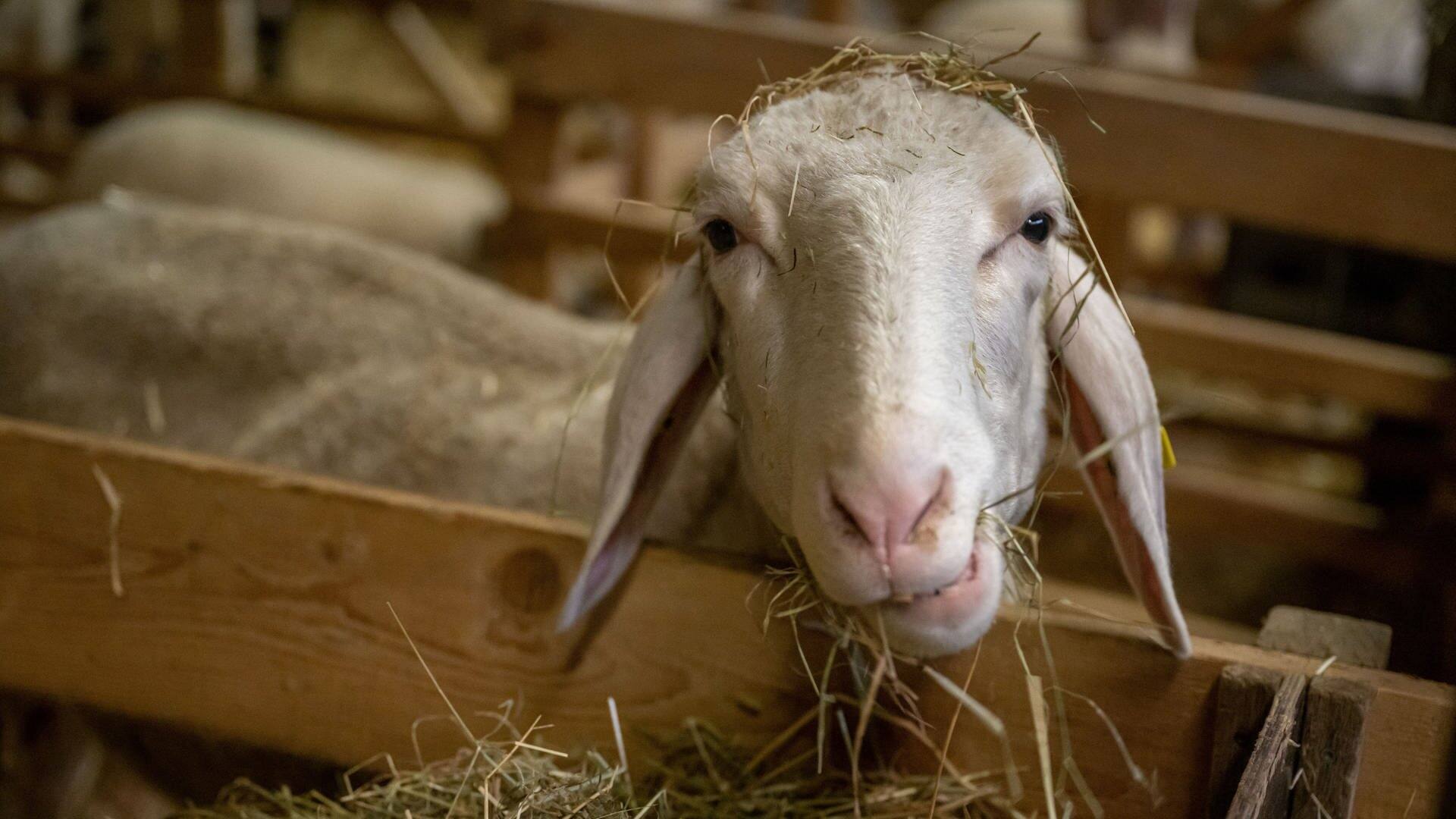 Ein Schaf frisst Heu (Foto: dpa Bildfunk, picture alliance/dpa | Peter Kneffel)