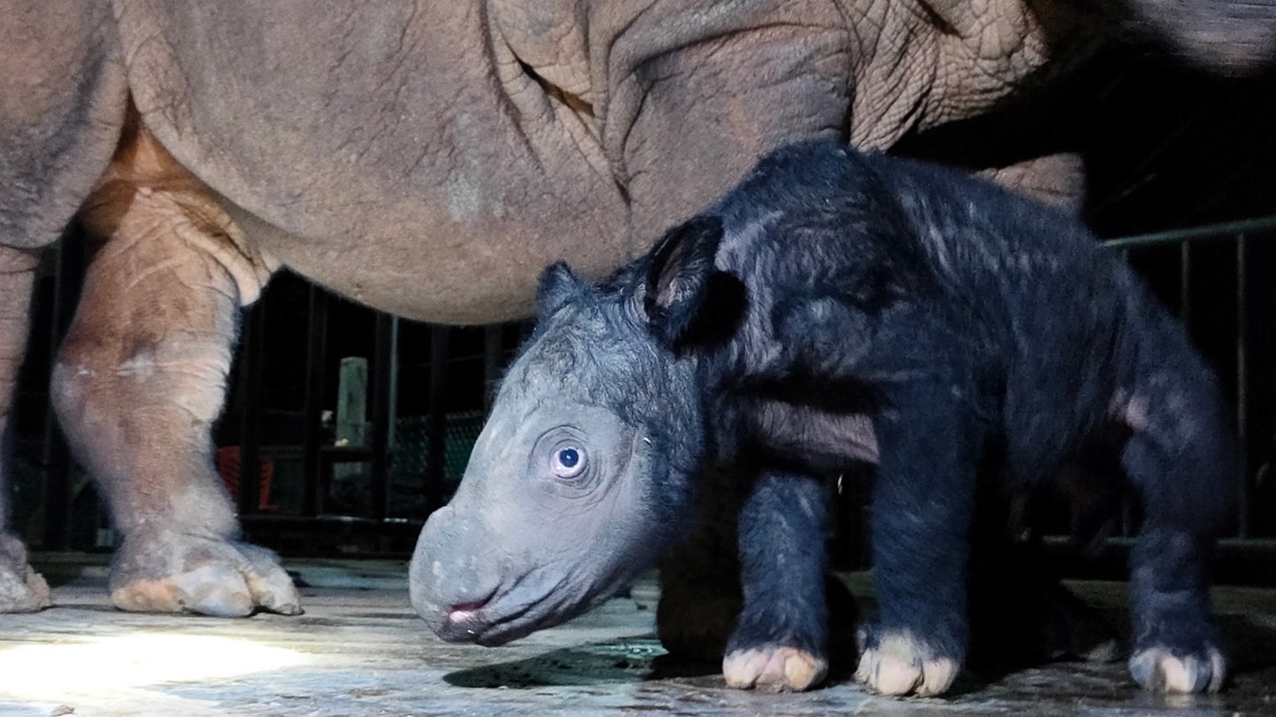 Ein Sumatra-Nashorn-Baby in Indonesien. (Foto: dpa Bildfunk, picture alliance/dpa/TNWK-KLHK | -)