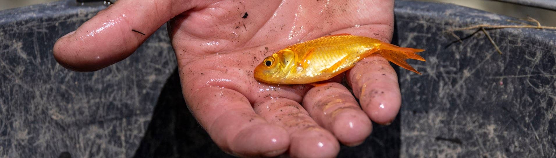 Archivbild: Ein kleiner Goldfisch liegt in einer Hand über einem Eimer.