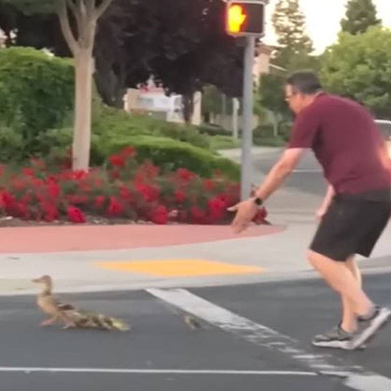Mann hilft Entenfamilie über die Straße und stribt anschließend bei Unfall