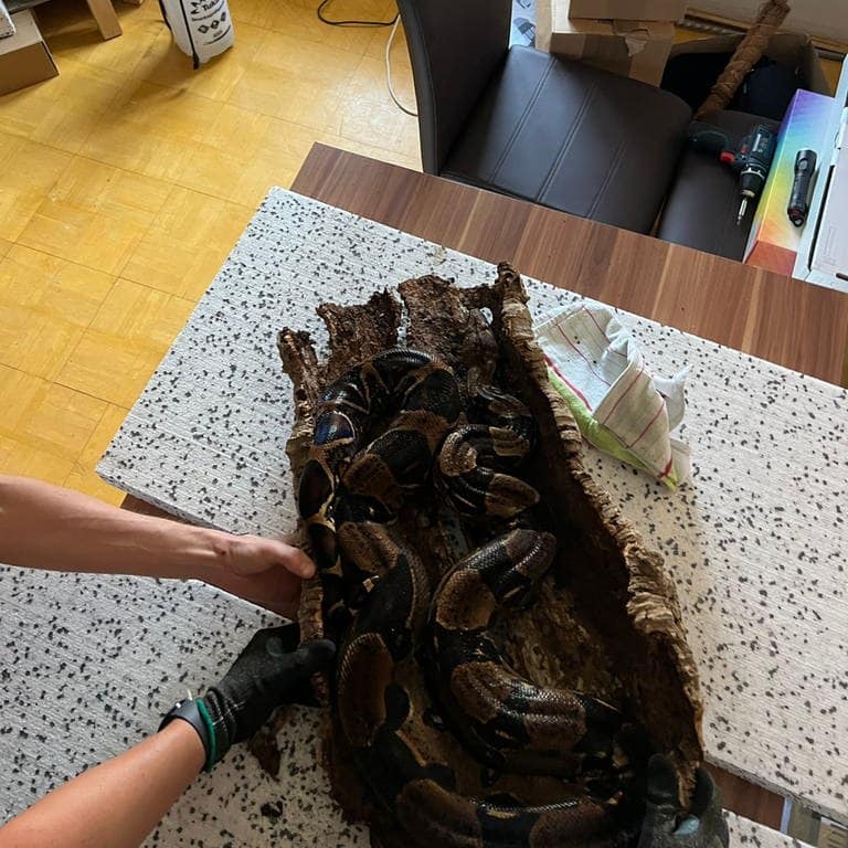 Eine Schlange der Art Königsboa ist in Karlsruhe steckengeblieben 