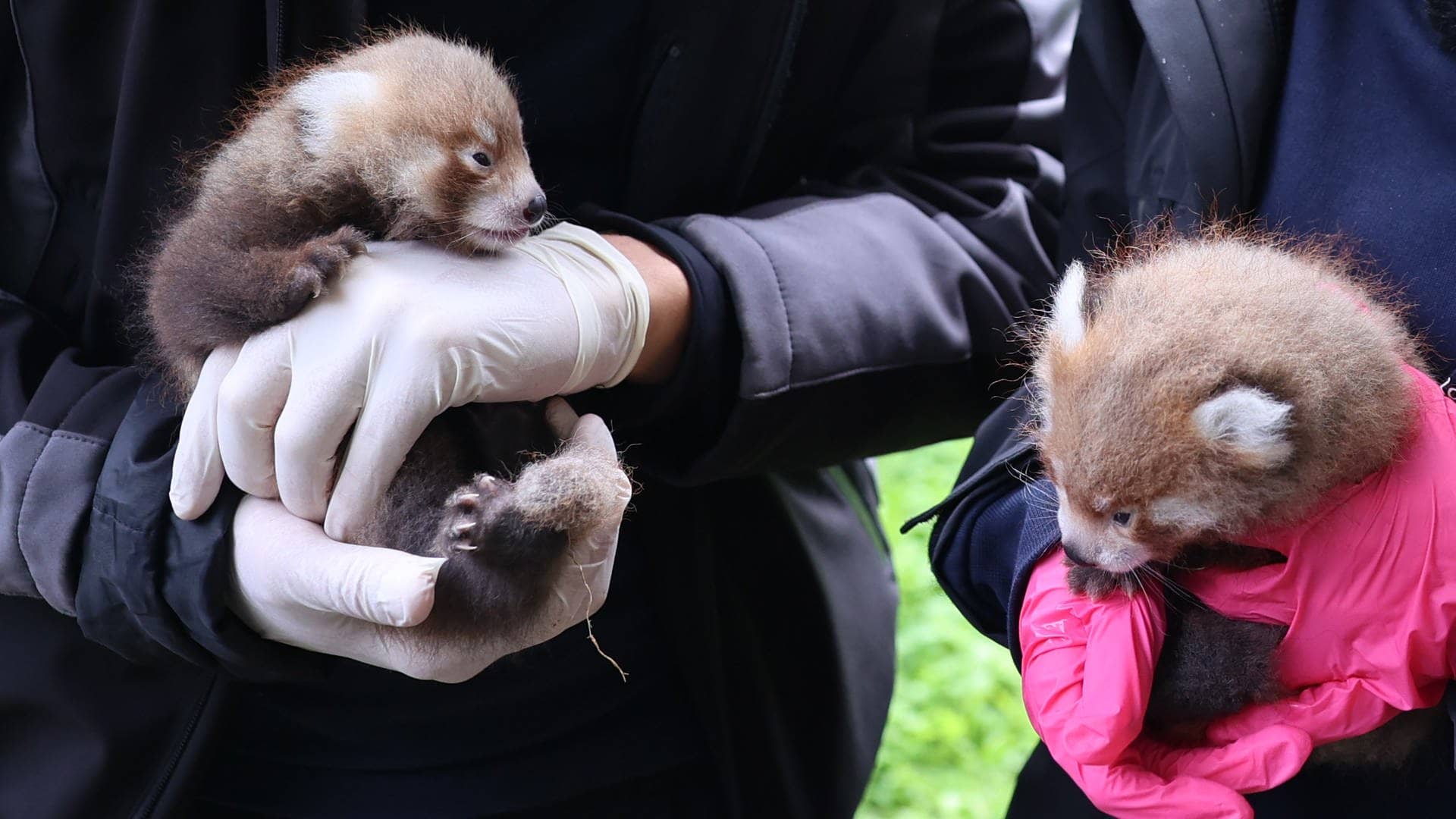 Der Karlsruher Zootierarzt Dr. Lukas Reese und Kuratorin und Biologin Sandra Dollhäupl halten zwei Rote Pandas in den Händen. Die Jungtiere wurden am 25. Juni geboren.