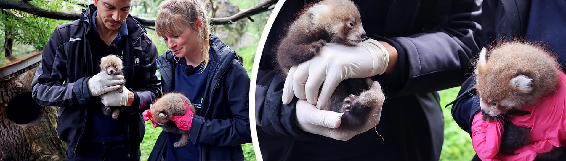 Der Karlsruher Zootierarzt Lukas Reese und Kuratorin und Biologin Sandra Dollhäupl halten zwei Rote Pandas in den Händen. Die Jungtiere wurden am 25. Juni geboren.