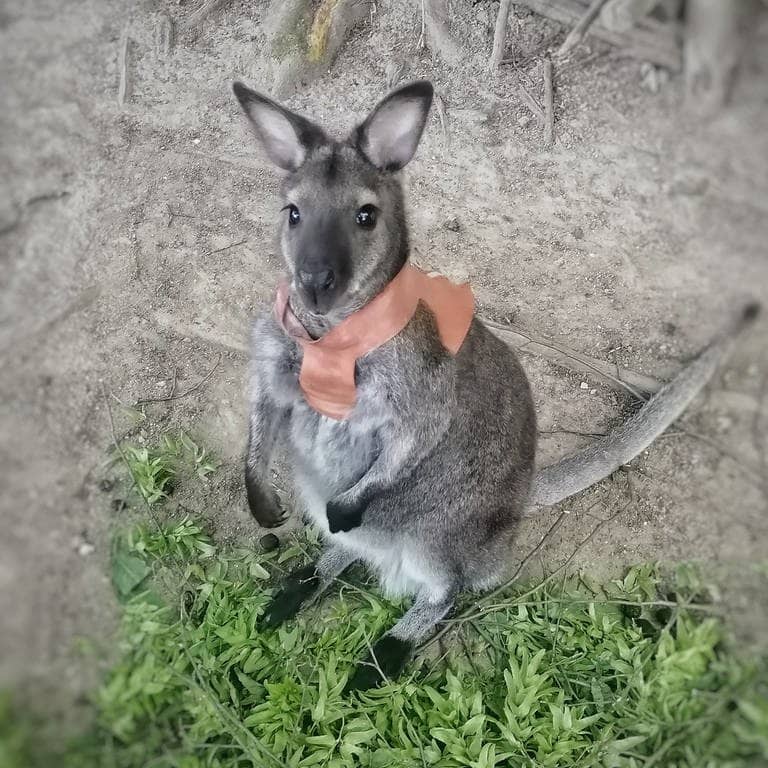 Känguru "Jack" steht im Schwarzwaldzoo. Jetzt hat er Nachwuchs bekommen und viele fragen sich: ist er deshalb abgehauen?!
