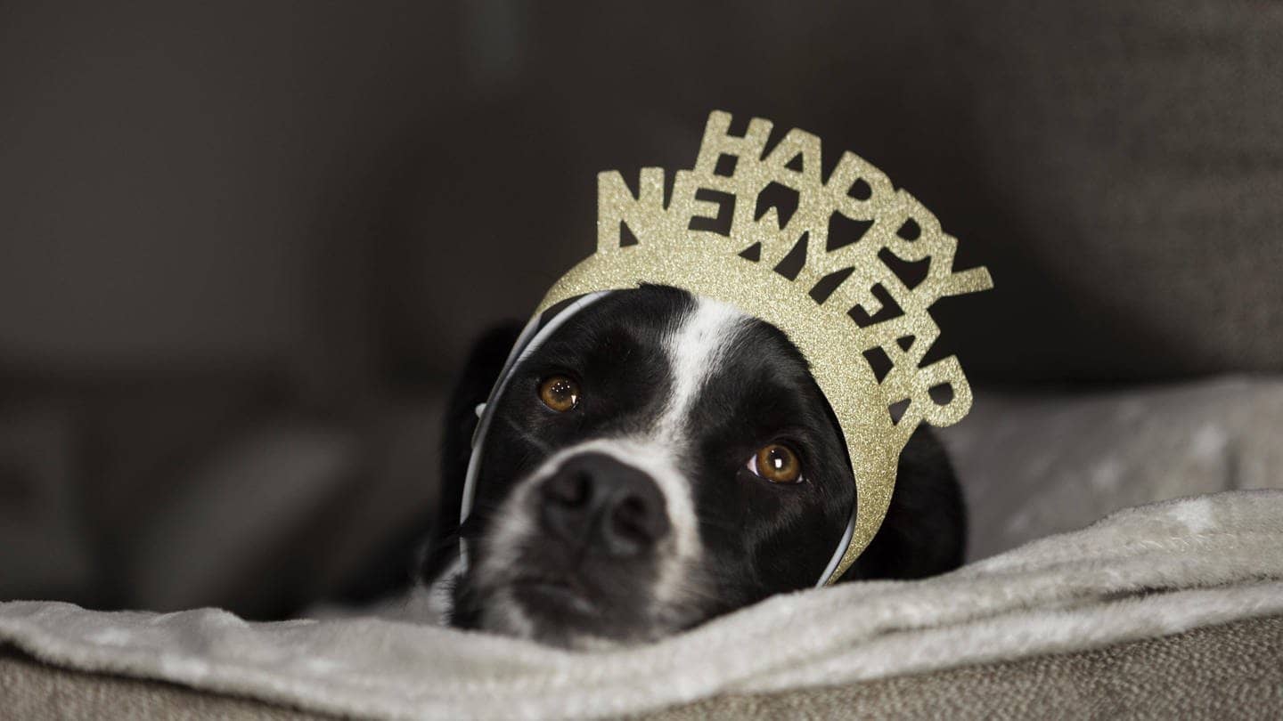Ein scharzweißer Hundewelpe hat eine Krone auf dem Kopf mit der Aufschrift "Happy new year"