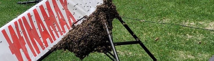 Ein Bienenschwarm hat sich in der MHP-Arena an einem Stativ festgesetzt.