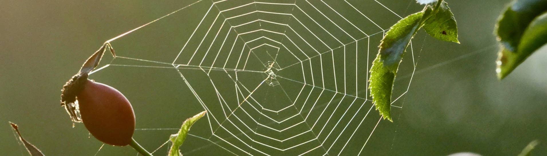 Ein Spinnennetz zwischen den Zweigen einer Hagebutte-Pflanze