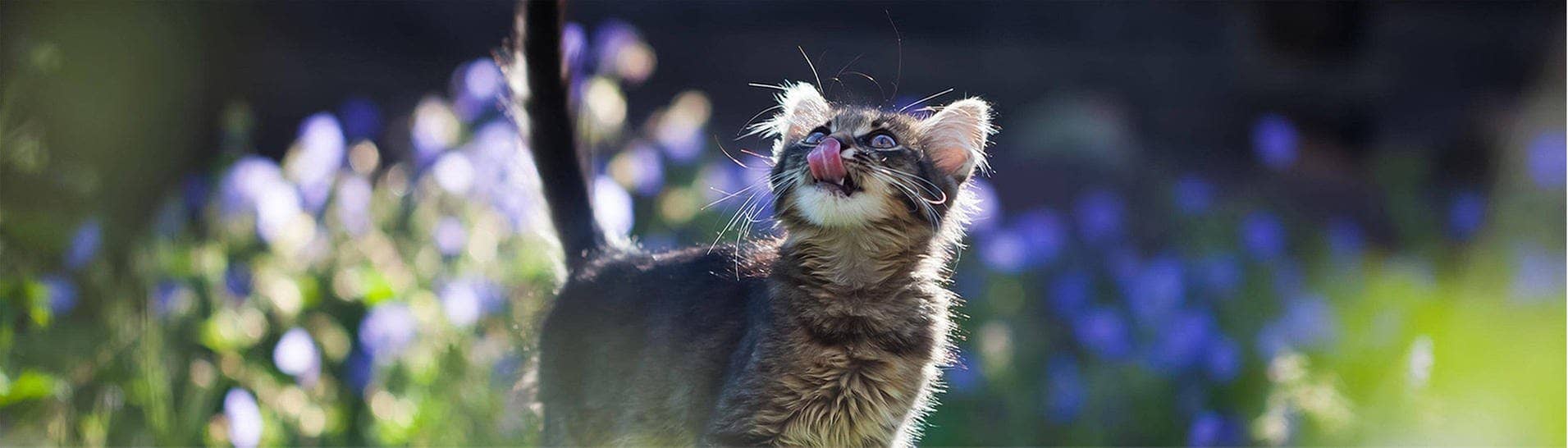 Katze im Garten schaut in die Luft