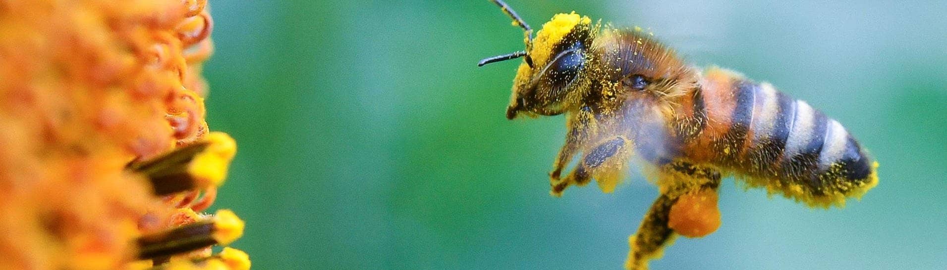 Eine Biene sammelt Nektar