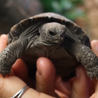 Schildkröten im Zoo in Philadelphia.