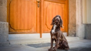 Hund vor der Haustür (Foto: IMAGO, Cavan Images) Hund vor der Haustür