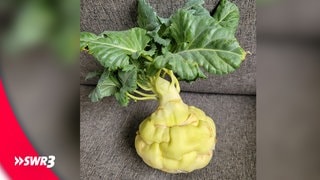 Ein lustiges Foto eines Lebensmittels, das einen Kohlrabi zeigt. (Foto: SWR3, privat) Ein lustiges Foto eines Lebensmittels, das einen Kohlrabi zeigt.