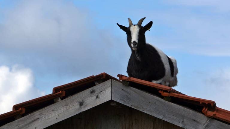 Die Tierdocs: Ziege geht aufs Haus (Foto: picture-alliance / Reportdienste, Karl-Josef Hildenbrand)