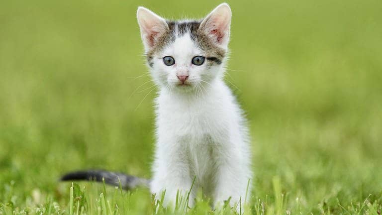 Die Tierdocs: Katze ohne Rücksicht (Foto: picture-alliance / Reportdienste, D. u. M. Sheldon)