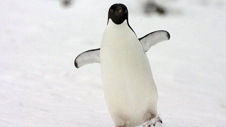 Die Tierdocs: Pinguin büxt aus (Foto: picture-alliance / Reportdienste, AGAMI/M. Guyt)