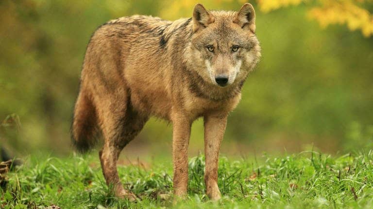 Die Tierdocs: Wolf bellt Pronomen (Foto: picture-alliance / Reportdienste, S. Meyers)